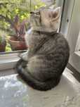 British shorthair