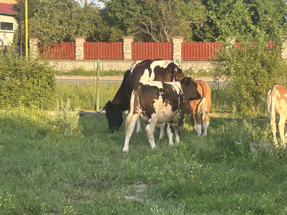 Vand vaci cu vitei