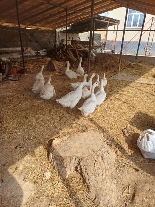 Қазы сатылады жаксы туып жатыр