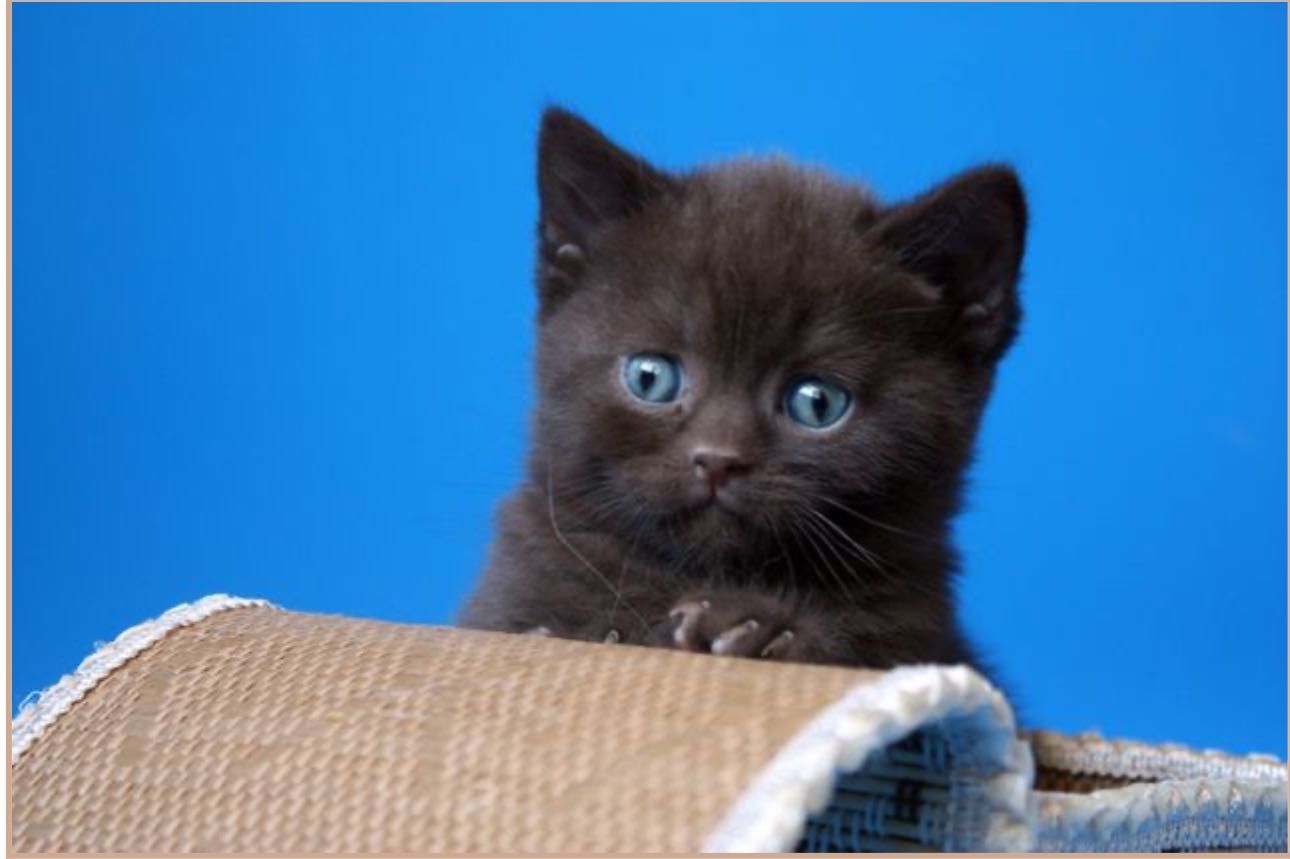 Котята  скоттиш фолд и страйт