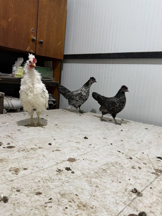 Продавам декоративни кокошки