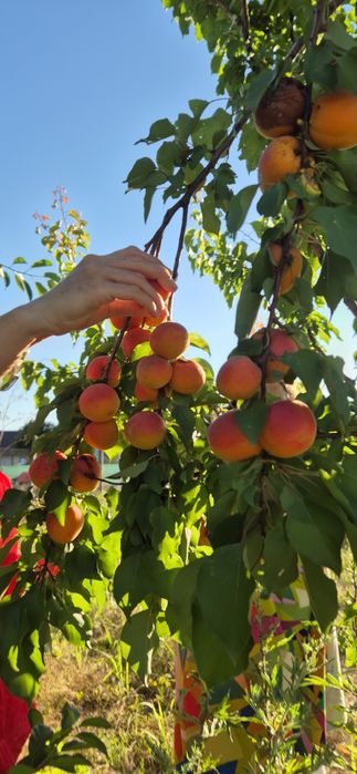 Teren 1000 mp, Oituz (Constanța)