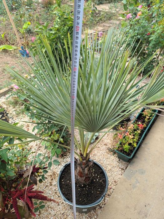 Брахея Армата,Мексиканска Синя Палма