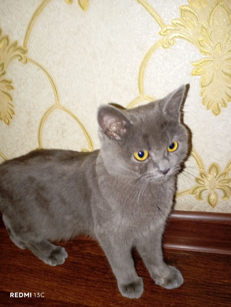 Mushuk britanskiy shorthair