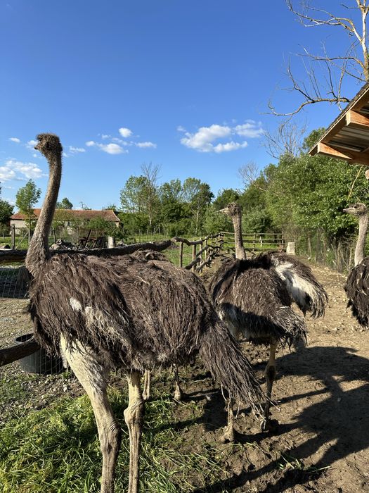 Vand Struti adulti 1 an jumate