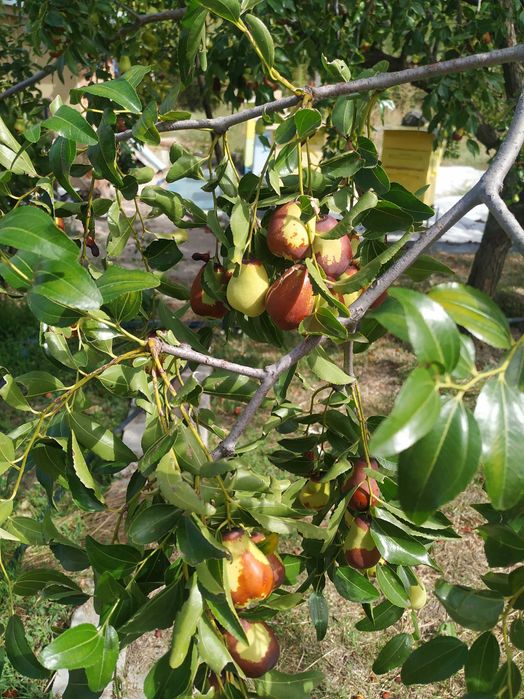 НАТУРАЛЕН сушен хинап
