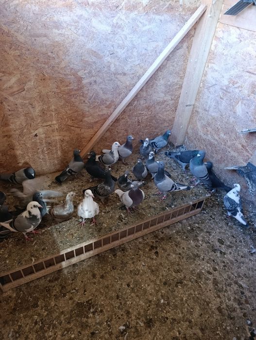 Vând porumbei voiajori