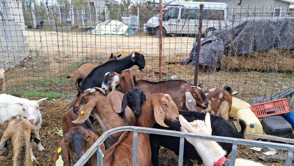 Vand capre Anglonubiene