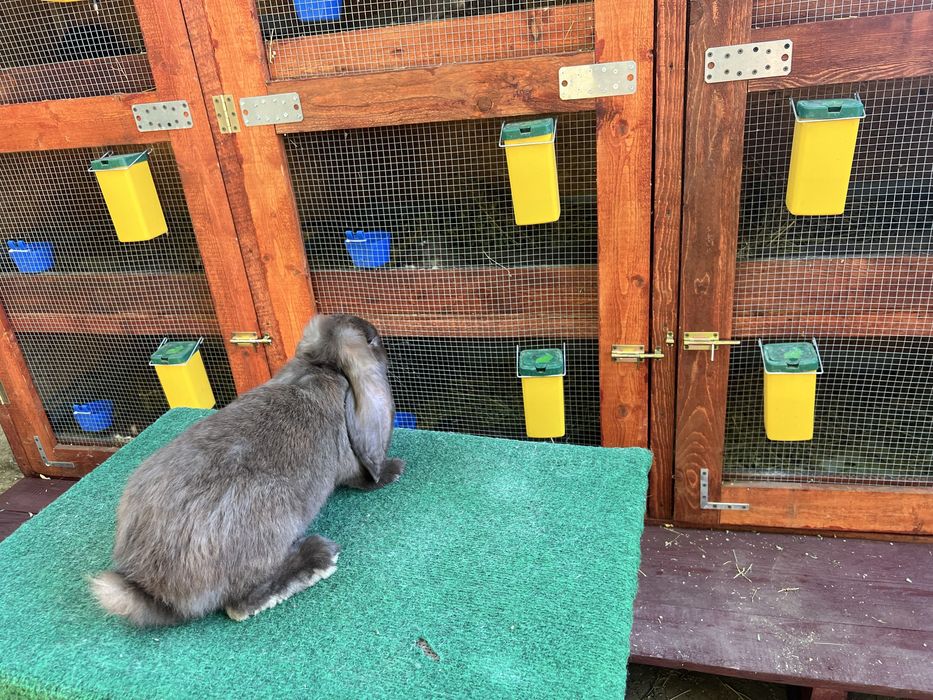 Iepuri Berbec German Havana