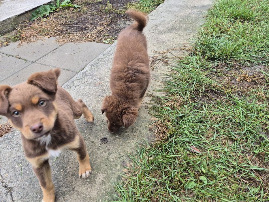 Donez căței talie mică