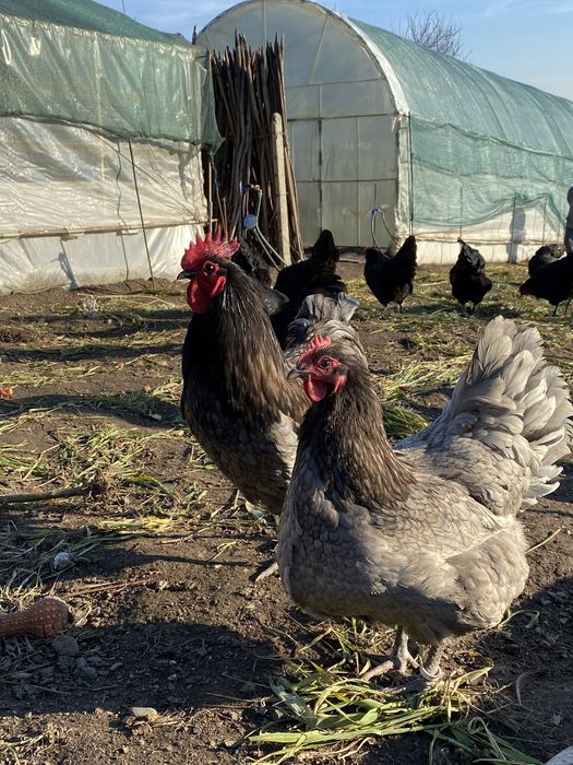 Oua gaina Australorp