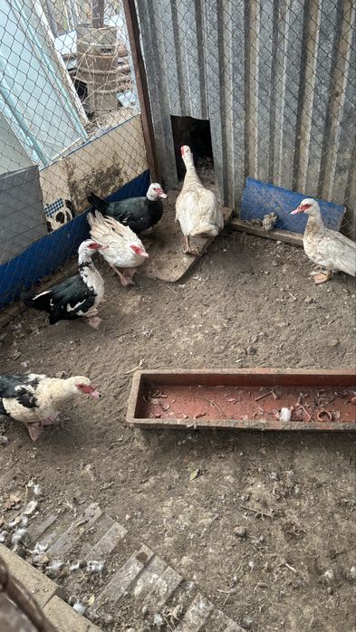 Индауотка всего 40000 мын тг