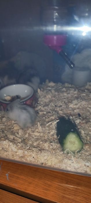 Donez hamsterii pitici