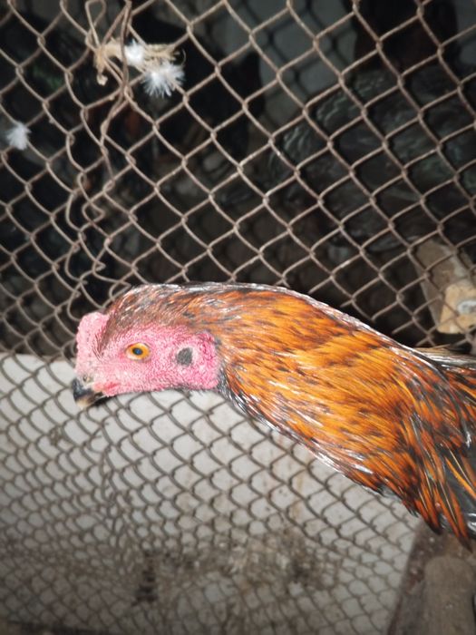 Shu xoroz sotiladi oladiganla telefon qilorila