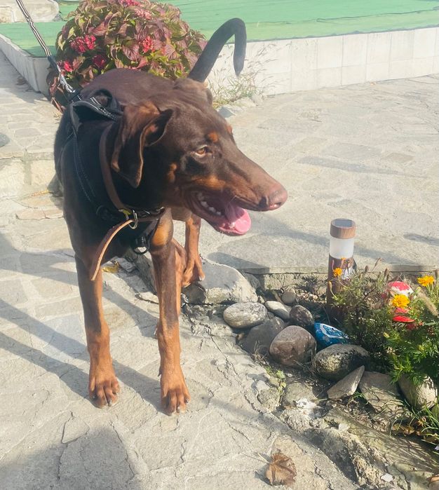 Доберман на 6 месеца