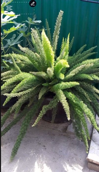 Продам аспарагус