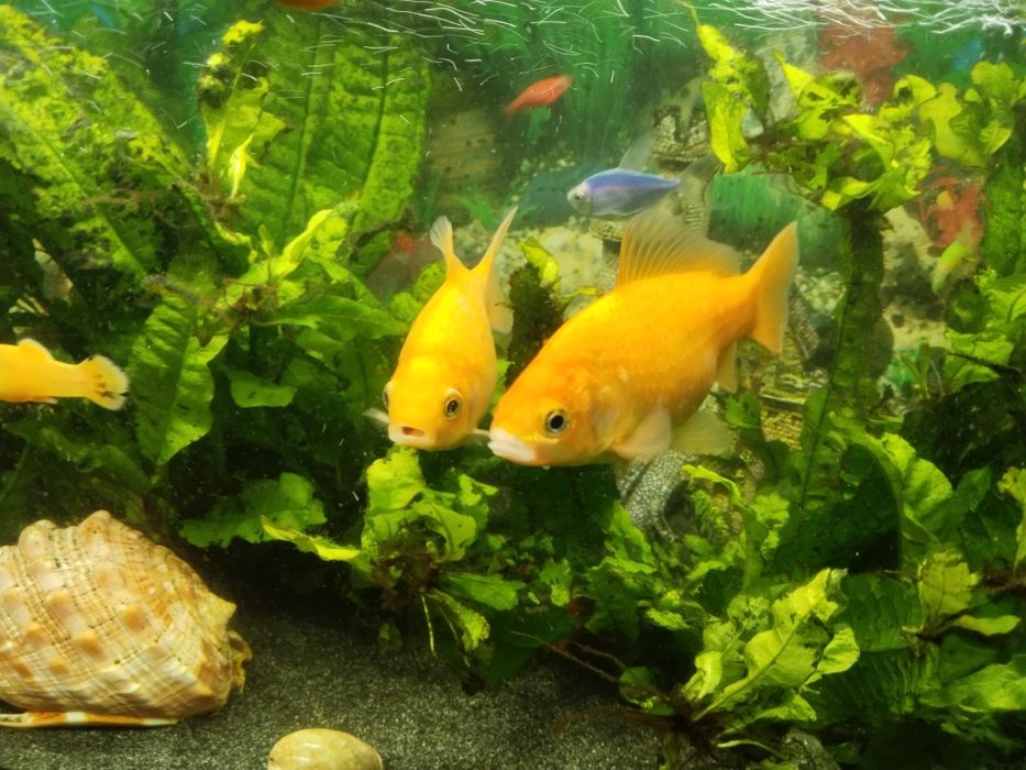 Schimb 2 pești cu alți