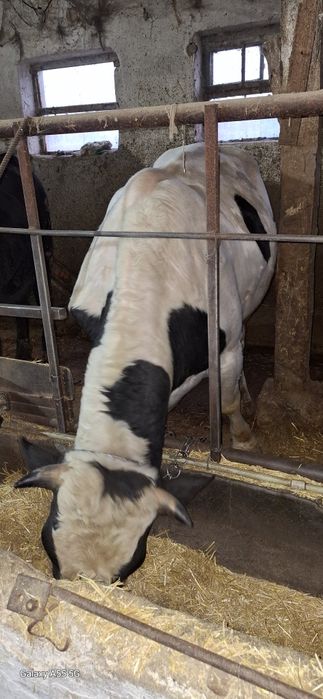 Свободни мъжки телета юници и ялови крави