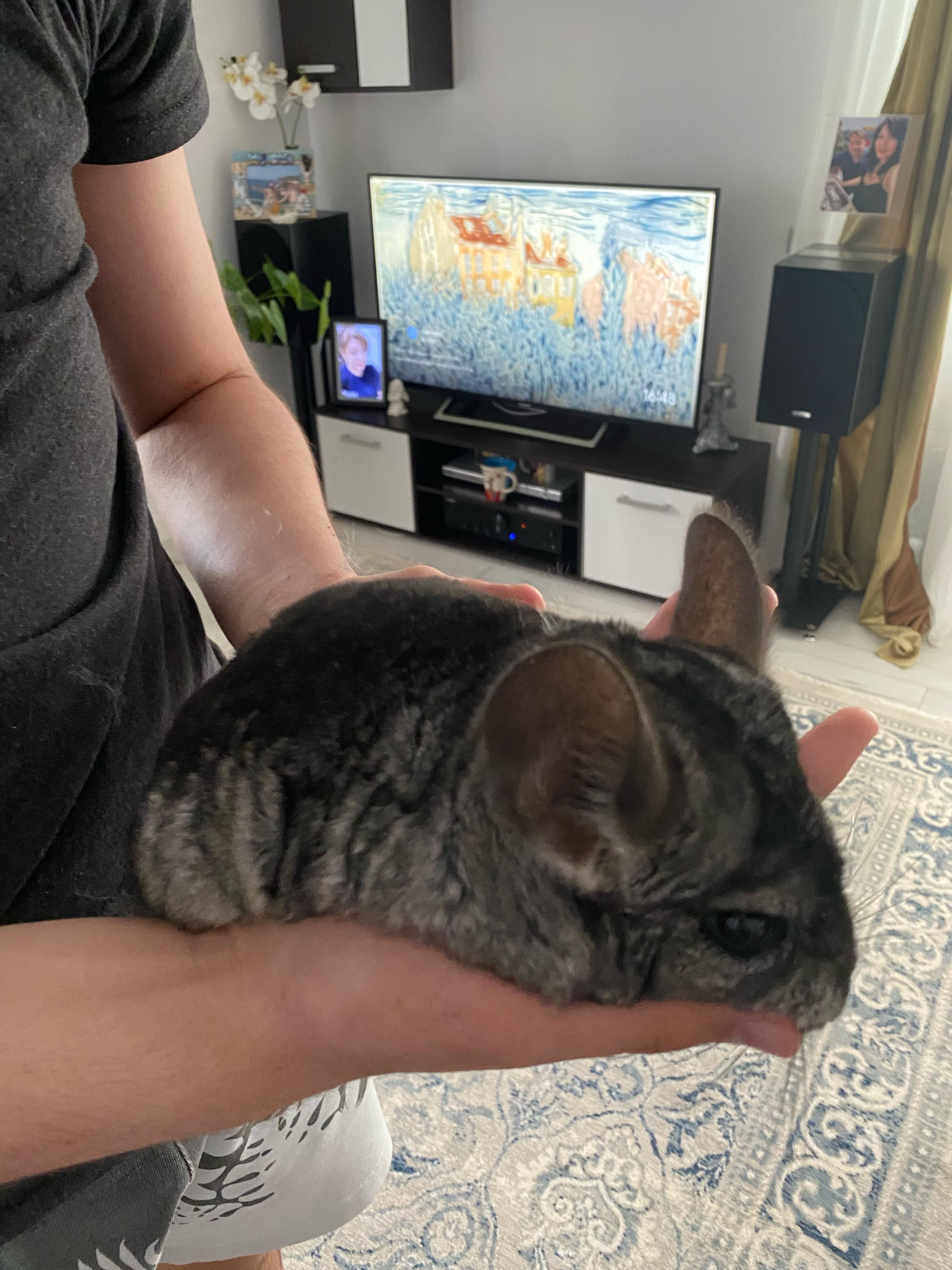 Vând doi masculi Chinchilla