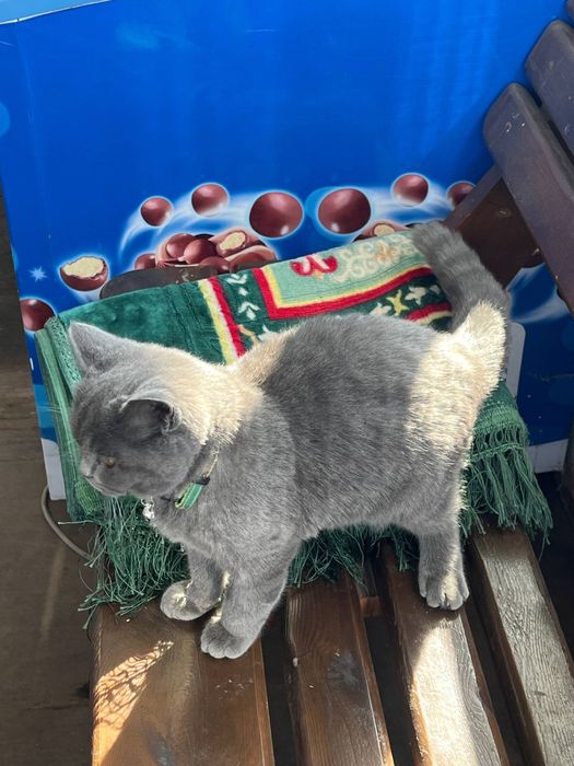 Britan mushuk sotiladi