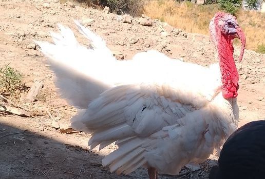 Индуклар сотилади сирочна