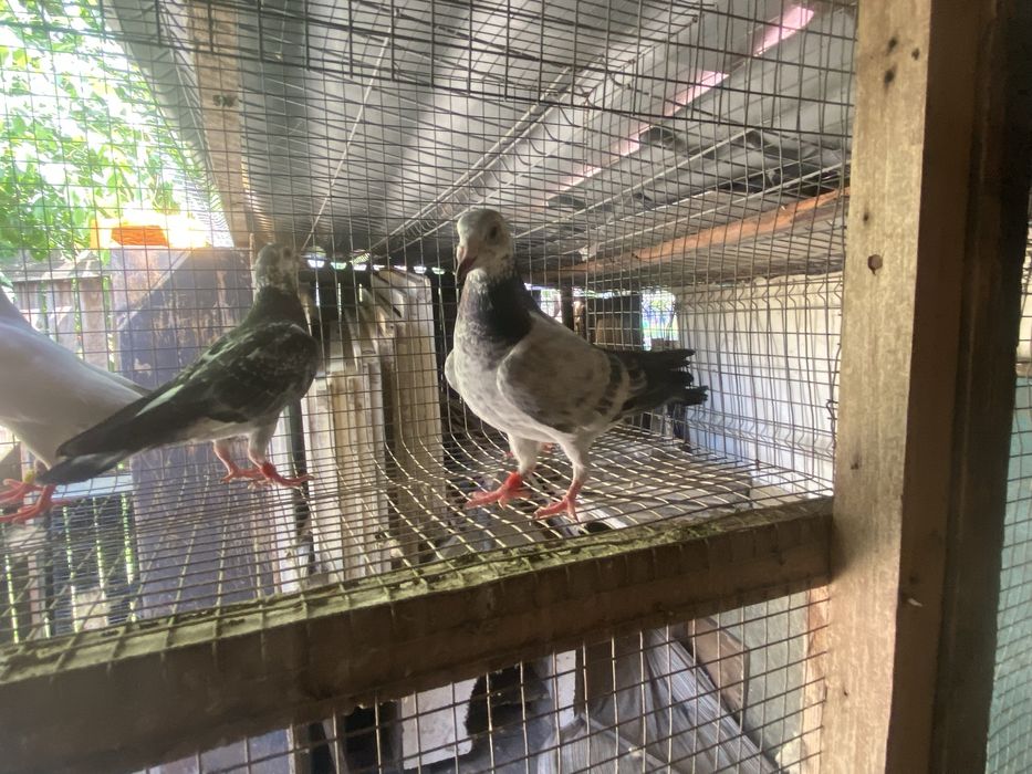 Porumbei voiajori cuci matca