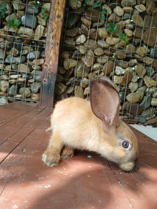 Vând iepuri de 3 luni,   am 10 bucăți !!