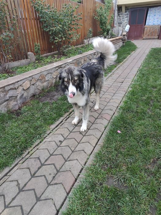 Mascul Ciobanesc Romanesc Carpatin