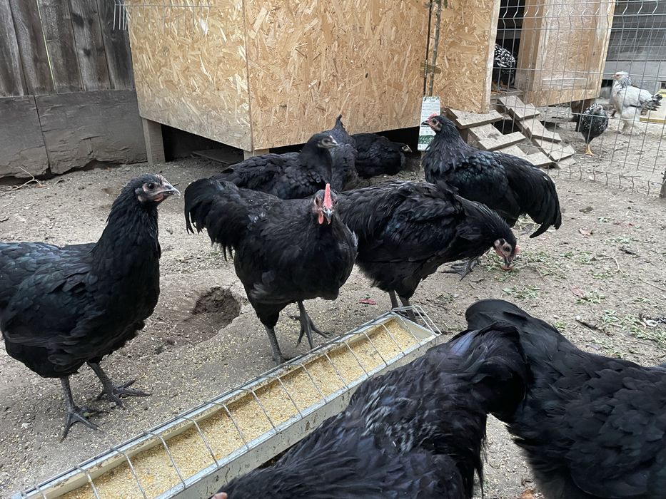Cocoși rasa australorp