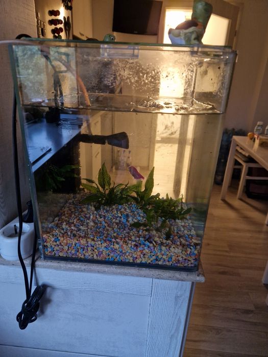 Acvariu 20 l, accesorii incluse