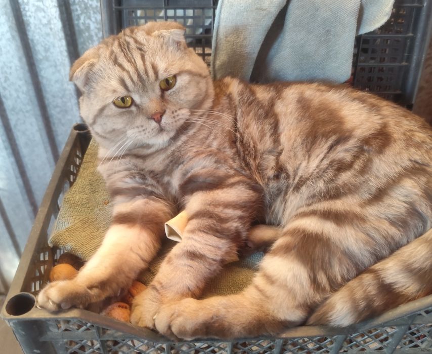 Шотландский кот для Вязки