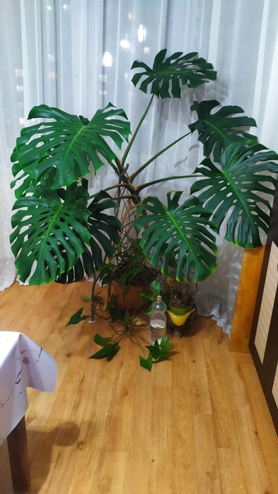 Продам Монстеру (пальма в доме).