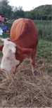 Vaca  de vanzare