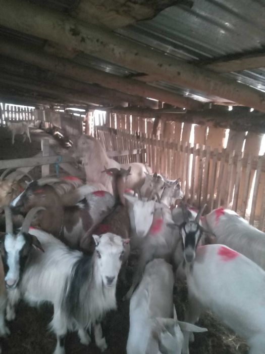 Capre de vinzare sau schimb cu manza sau vaca