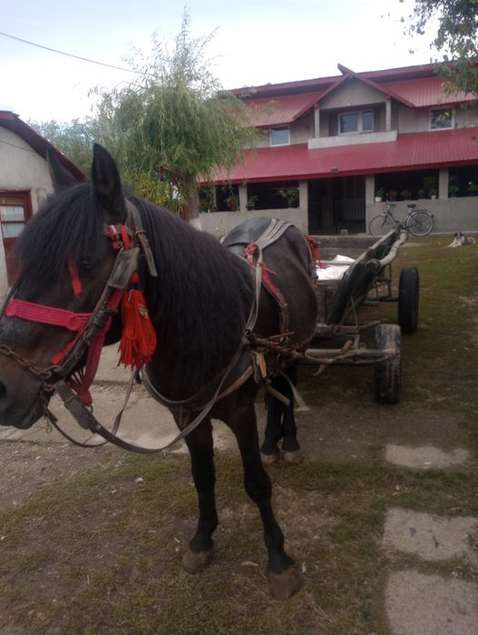 Cal de vanzare cornățel Arges