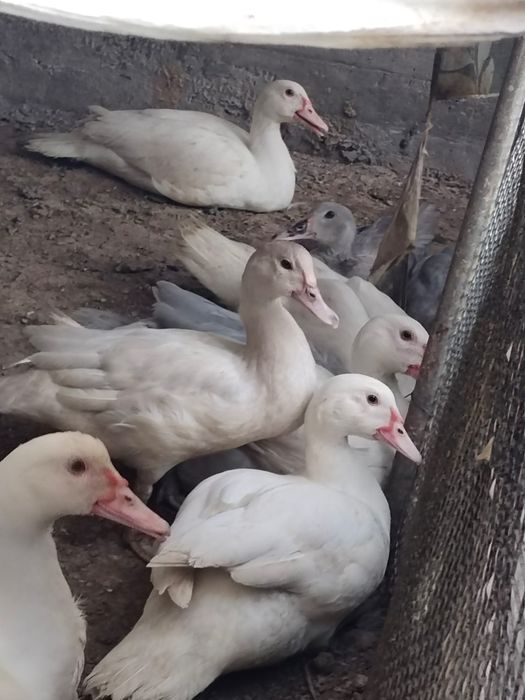 продам индоуток белая крупная