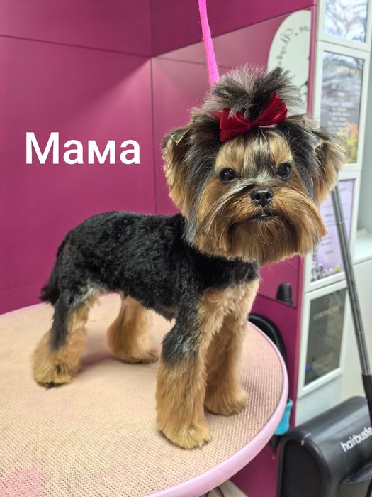 Йоркширски териер