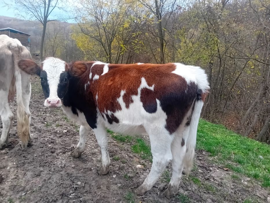 Vând vitea de taiere și ținere