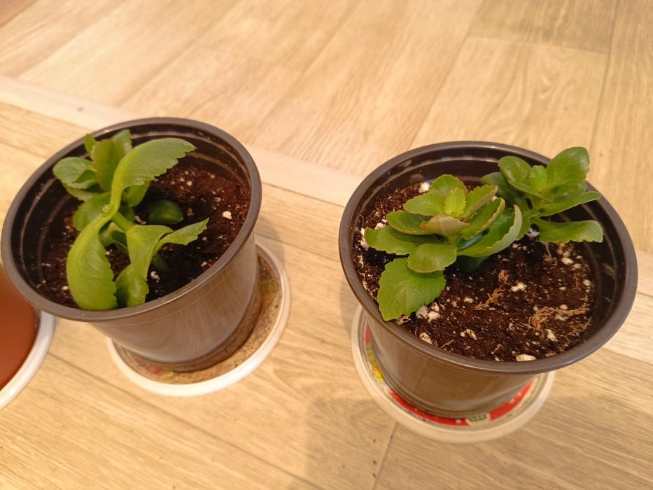 Продаю каланхоэ и детки хлорофитума