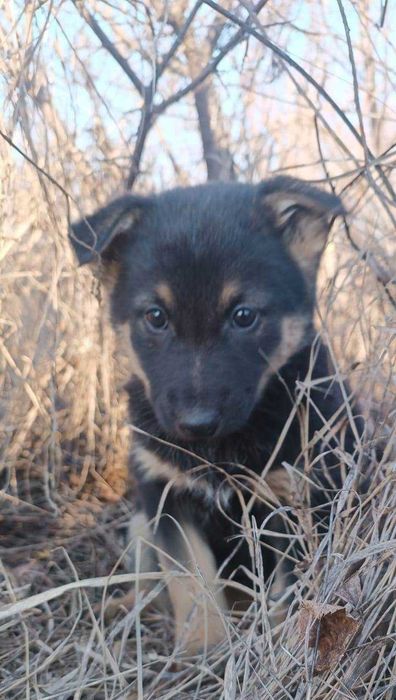 Щенок ищет дом и любящих хозяев