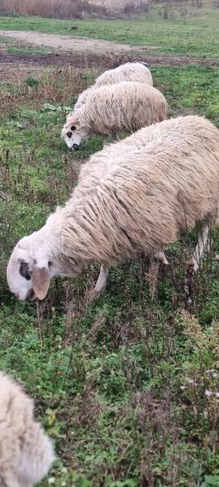 Vand Berbec Bergamask