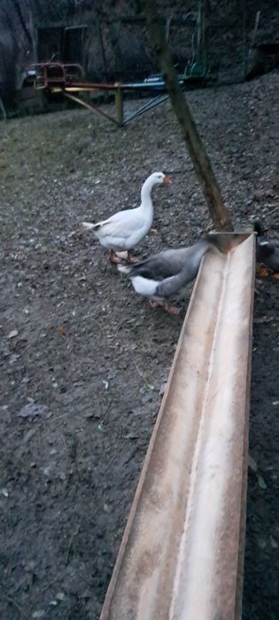 Vind giscan de anul acesta sau schimb