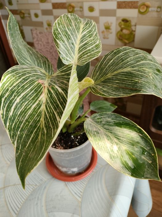 Филодендрон Биркин