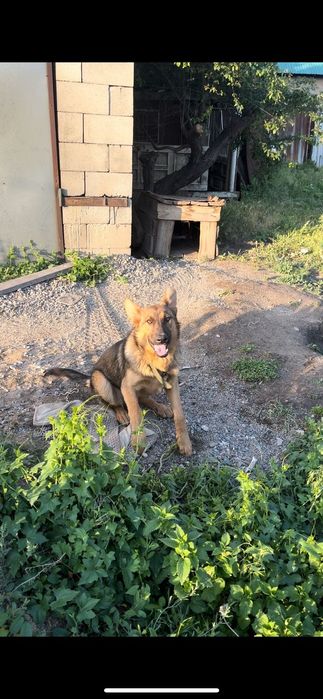 Собаку отдам в хорошие руки