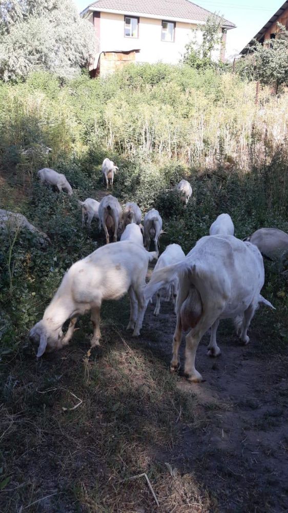Сүтті занен сауын ешкілері