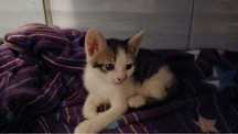 pisici pui pentru adoptie