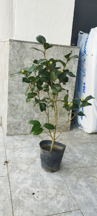 Камелия японская азалия японская