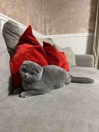 Pisica Scottish Fold