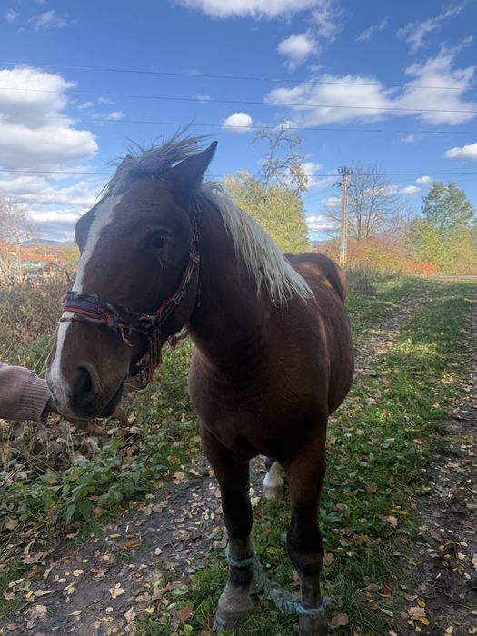 Vand manz , 1 an si 5 luni