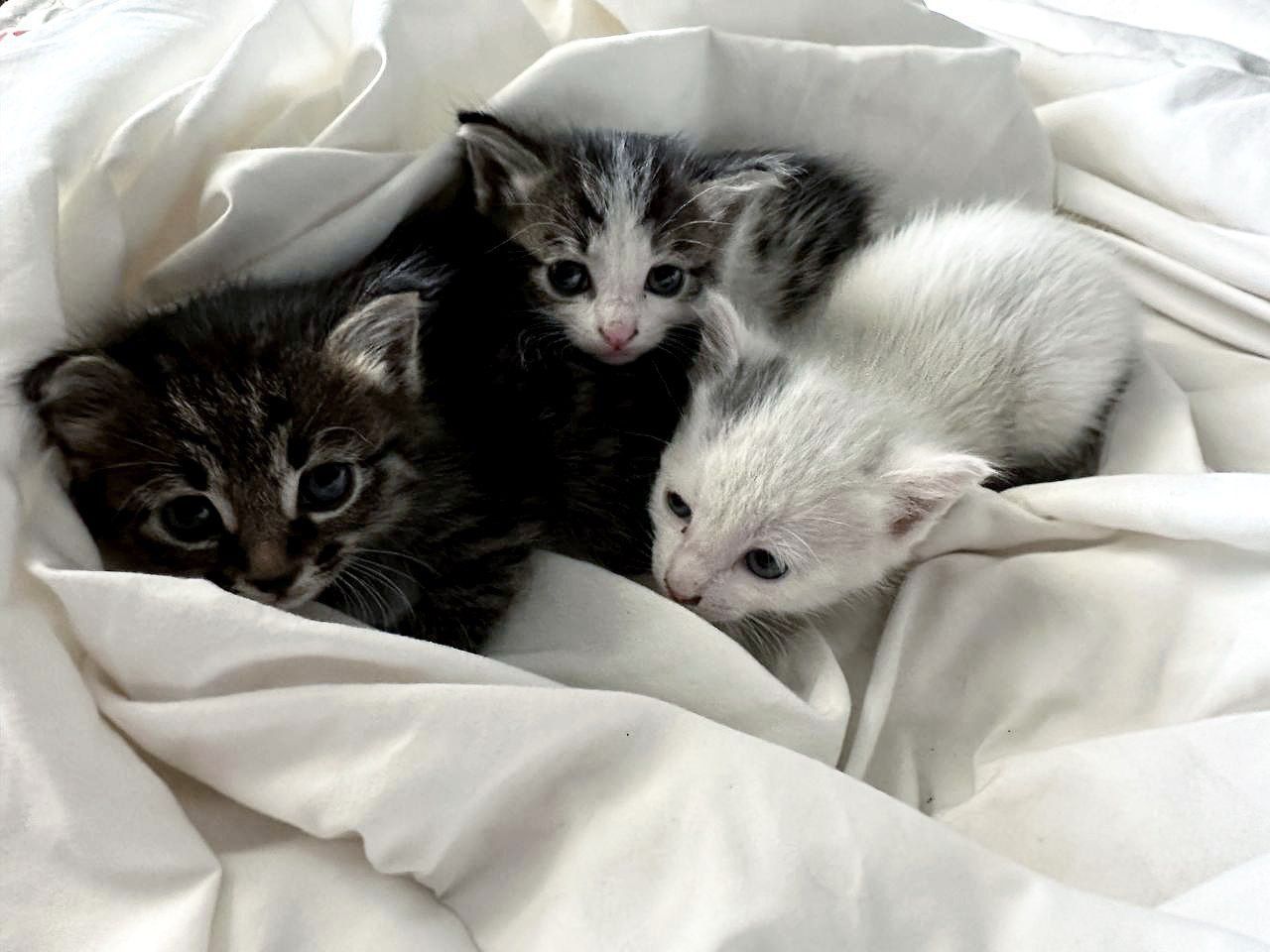 Котята в добрые руки